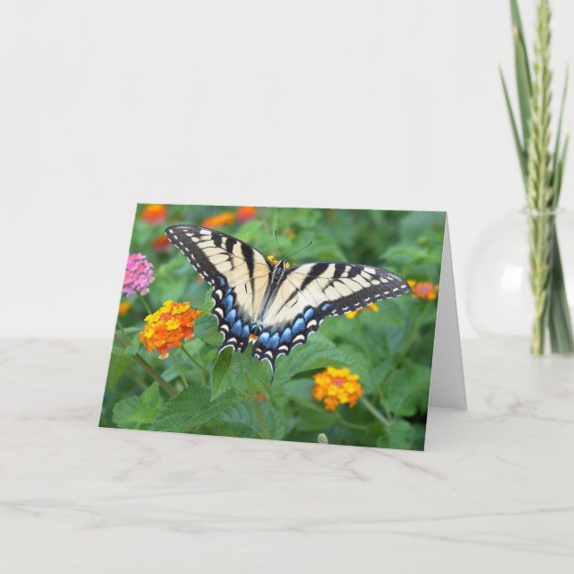 Fjäril - östlig tiger Swallowtail Kort (Framsida)