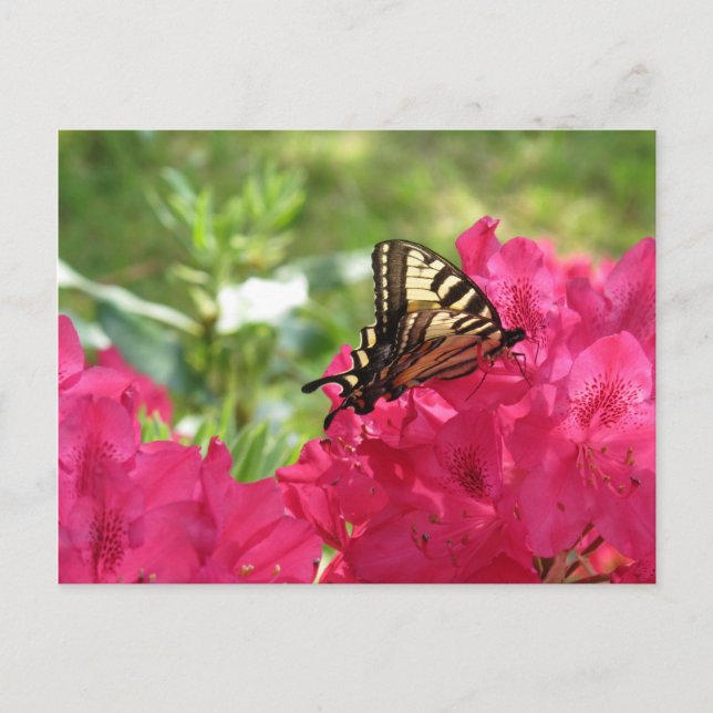 Fjäril på Azalea Naturlig Blommig Vykort (Framsida)