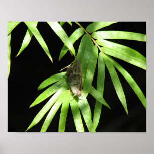 Fjäril på bambu poster