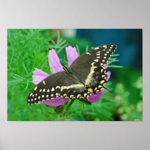 Fjäril på blomma poster
