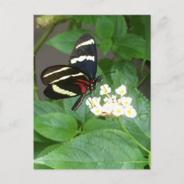 Fjäril på blommavykort vykort