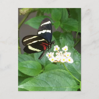 Fjäril på blommavykort vykort
