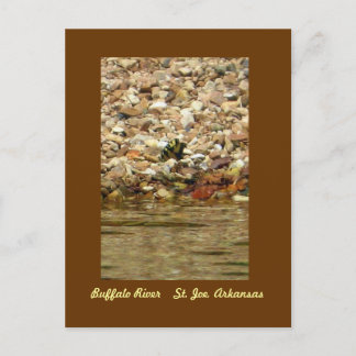 Fjäril på buffeln vykort