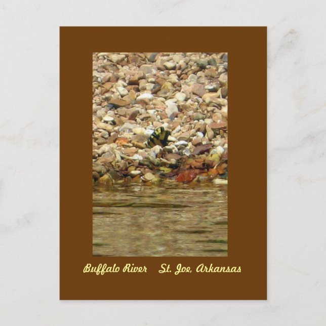 Fjäril på buffeln vykort (Framsida)