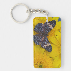 Fjäril på en gul blomma