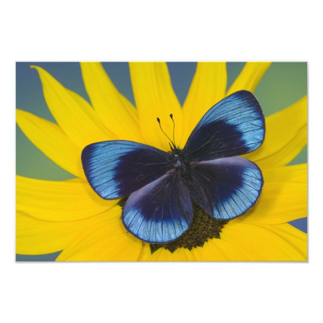 Fjäril på en gul blomma fototryck (Framsidan)