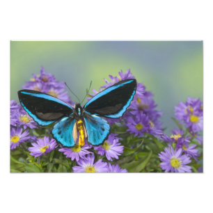 Fjäril på en gul blomma fototryck