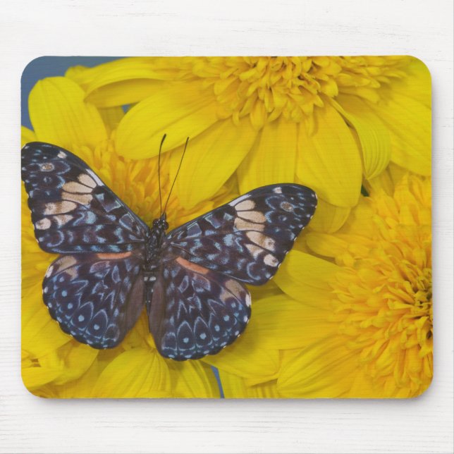 Fjäril på en gul blomma musmatta (Framsidan)