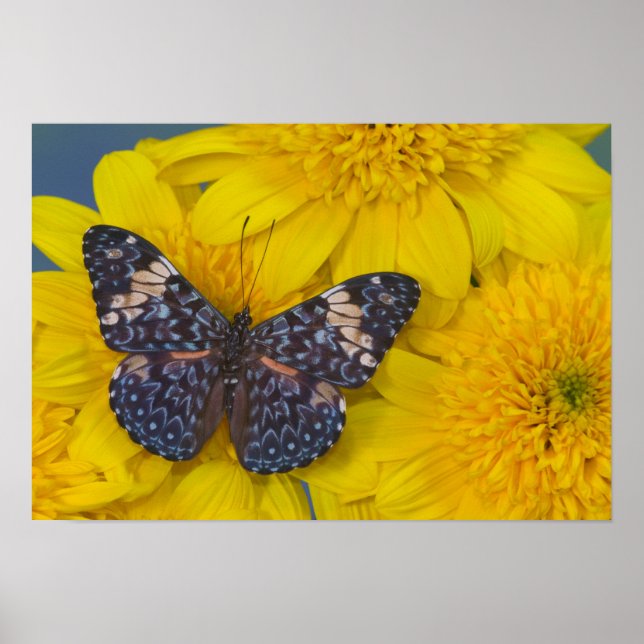 Fjäril på en gul blomma poster (Framsidan)