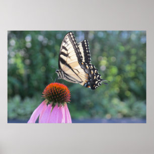 fjäril på en Lila Coneflower Poster