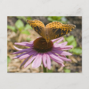 fjäril på en Lila Coneflower Vykort