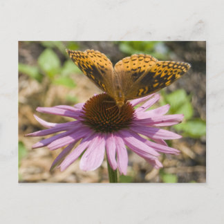 fjäril på en Lila Coneflower Vykort