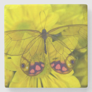 Fjäril på gula blommor underlägg sten