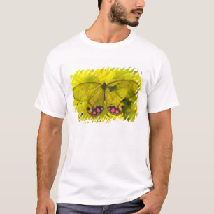 Fjäril på gult tee