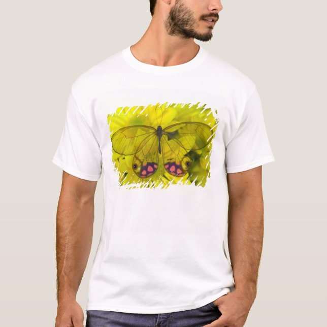 Fjäril på gult tee (Framsida)