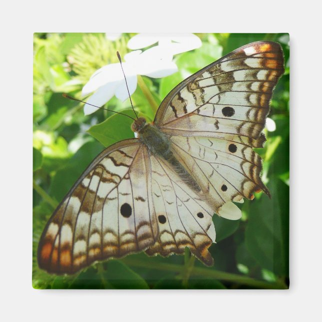 Fjäril på jasmin Tropisk naturfotografering Magnet (Framsidan)