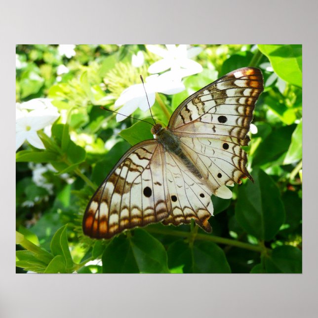 Fjäril på jasmin Tropisk naturfotografering Poster (Framsidan)