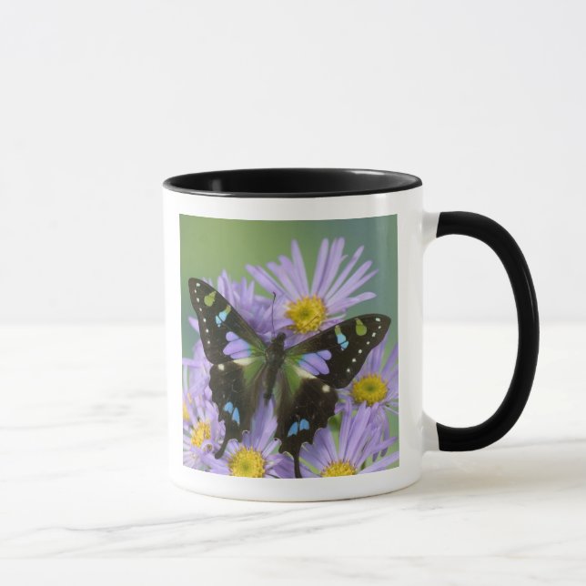 Fjäril på lila mugg (Höger)