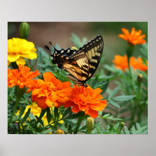 Fjäril på orange och gula blommor affisch