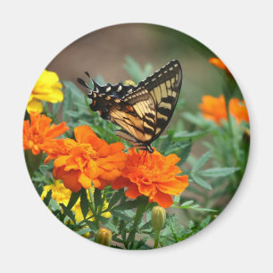 Fjäril på orange och gula blommor magnet