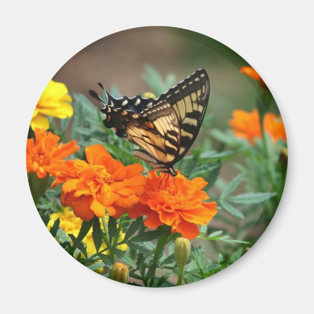 Fjäril på orange och gula blommor magnet (Framsidan)