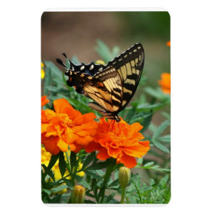 Fjäril på orange och gula blommor Premium Magnet
