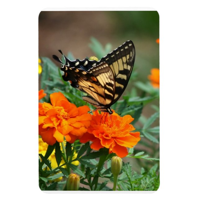 Fjäril på orange och gula blommor Premium Magnet (Vertikal)