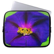 Fjäril på praktgloria blomma