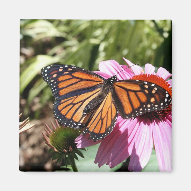 Fjäril på röd blomma magnet (Framsidan)