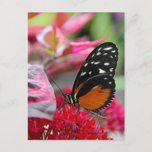 Fjäril på röda blommor Foto vykort (Framsida)