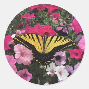 Fjäril på rosa Petunia blommor Vår Runt Klistermärke