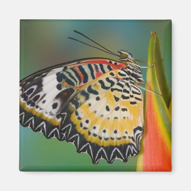 Fjäril på tropisk blomma magnet (Framsidan)
