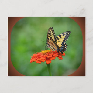 Fjäril på Zinnia vykort