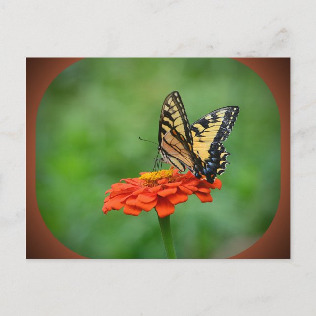 Fjäril på Zinnia vykort (Framsida)