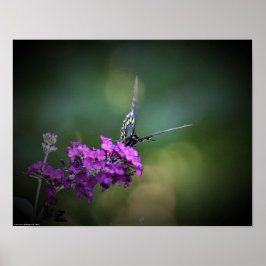 Fjäril, Poster