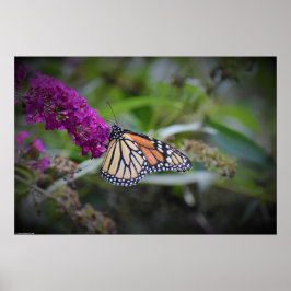 Fjäril, Poster