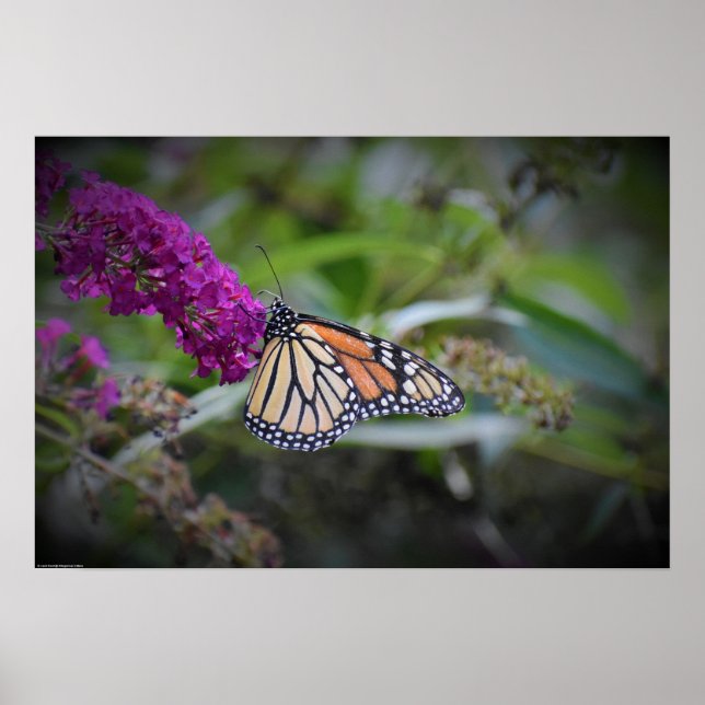 Fjäril, Poster (Framsidan)