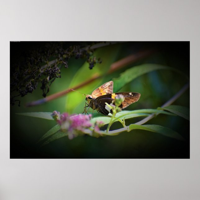 Fjäril, Poster (Framsidan)