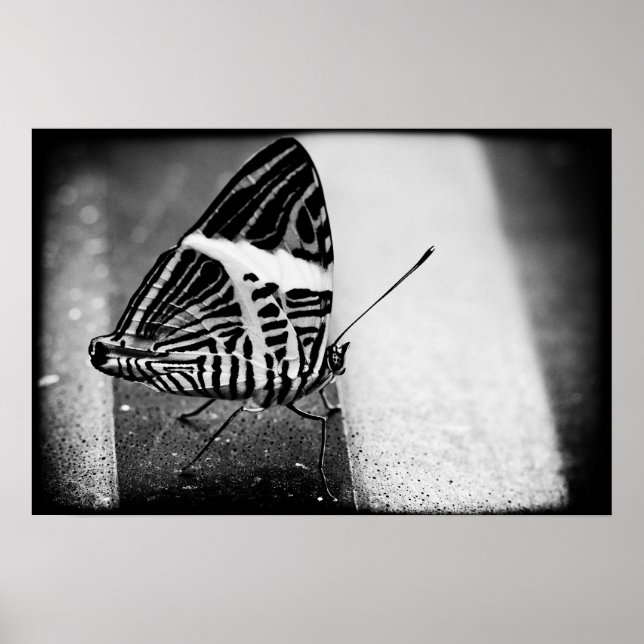 fjäril poster (Framsidan)