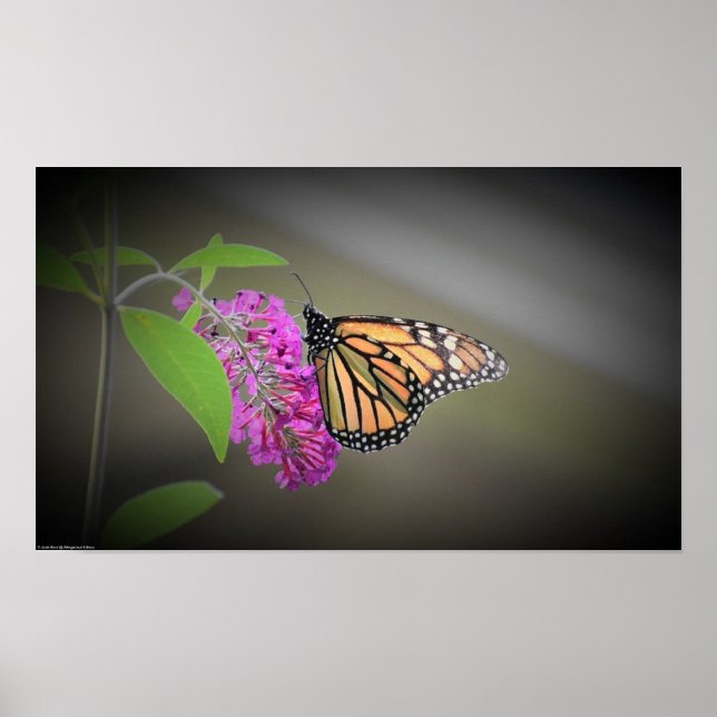 Fjäril, Poster (Framsidan)