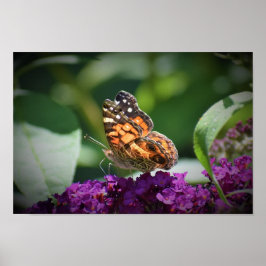 Fjäril, Poster