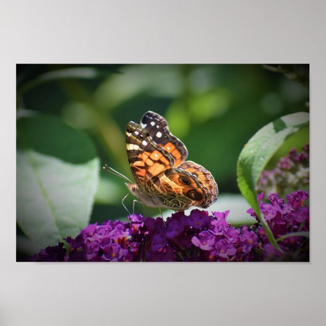 Fjäril, Poster (Framsidan)