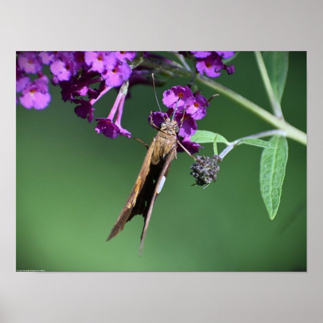 Fjäril, Poster (Framsidan)