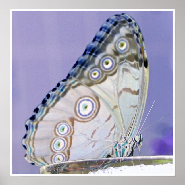 fjäril poster (Framsidan)