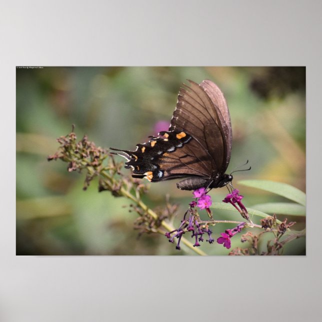 Fjäril, Poster (Framsidan)