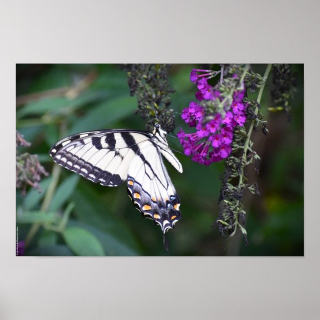 Fjäril, Poster (Framsidan)