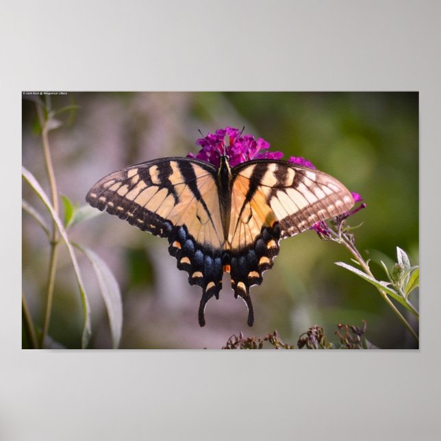 Fjäril, Poster (Framsidan)
