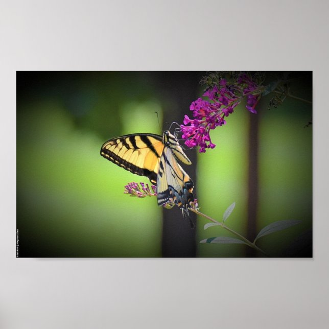 Fjäril, Poster (Framsidan)
