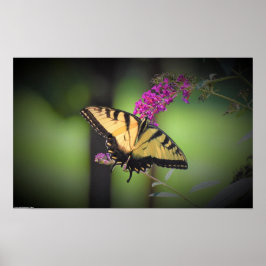 Fjäril, Poster