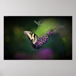 Fjäril, Poster